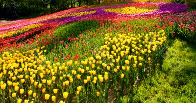 spring tulips purple and red