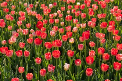 red blossom tulips grow