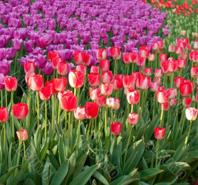 tulips purple and red