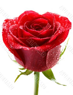 red rose with dew red rose with dew