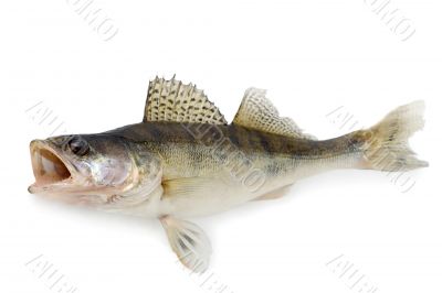 Walleye or Zander