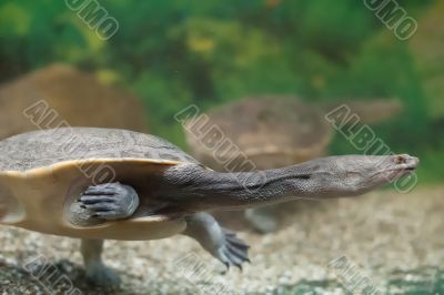 Turtle with a long neck. 
