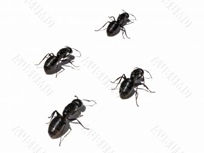 Ants Crawling on White Background