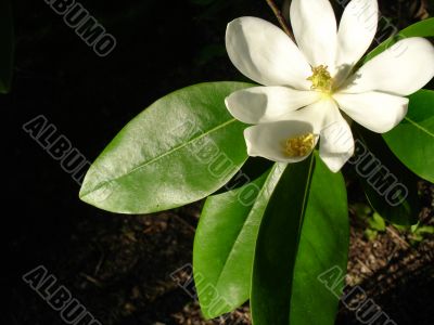 Magnolia