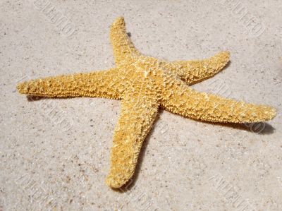 Starfish on Beach