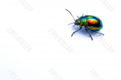 Colored beetle