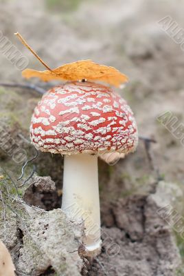 Small mushroom fly agaric