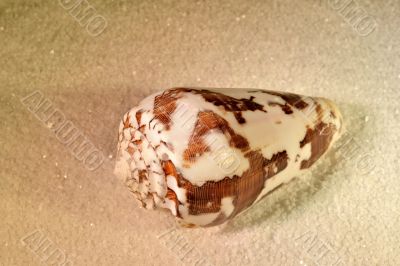 Sea shell Sea shell