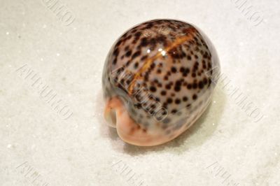 Sea shell