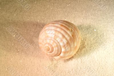 Sea shell