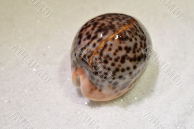 Sea shell