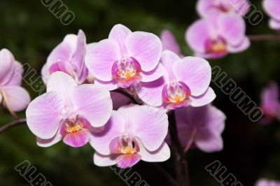 Phalaenopsis