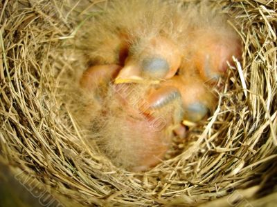 Baby Birds in Nest