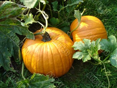 Pumpkins in Pumpkin Patch