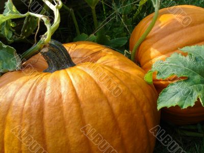 Pumpkins in Pumpkin Patch