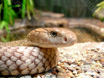 Snake Closeup