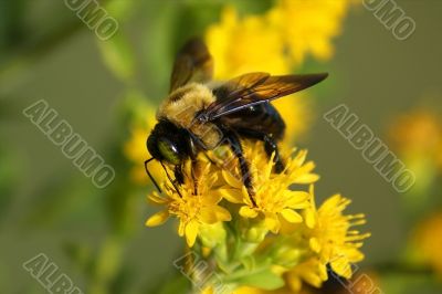 Bee on Flower Closeup