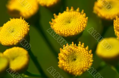 Yellow daisies without petals