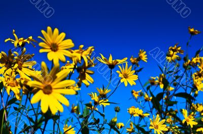 Summer yellow flowers