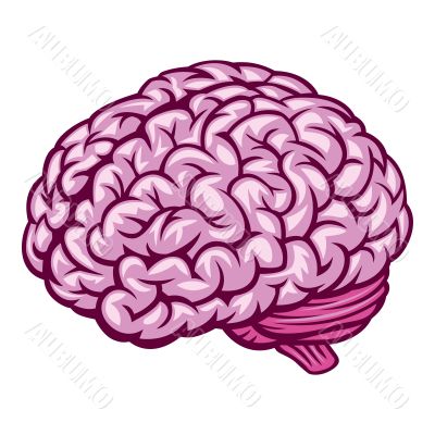 Brain