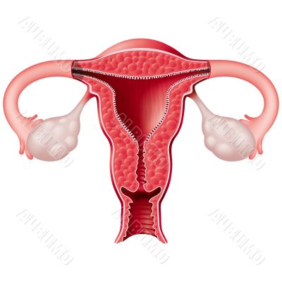Uterus Uterus