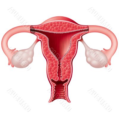 Uterus