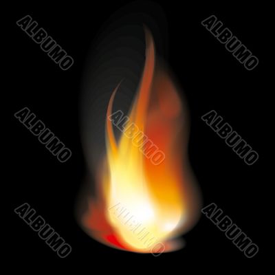 Flame tongues Flame tongues