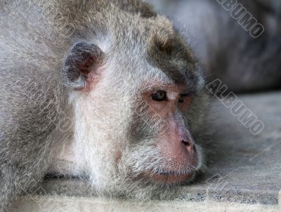 Monkey Monkey