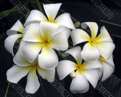 Frangipani (Plumeria) flowers