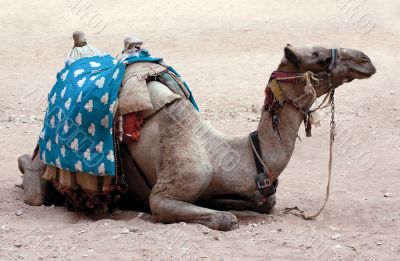 Camel on the Sand