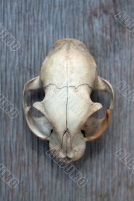 Cat Skull