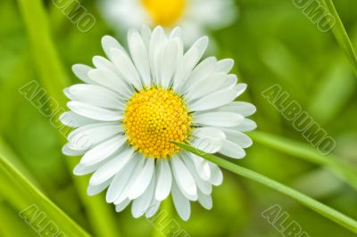 Daisy Daisy