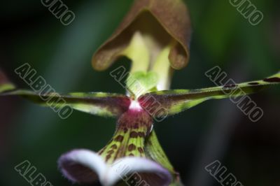 Paphiopedilum