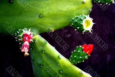 Cactus Flower Blooming 