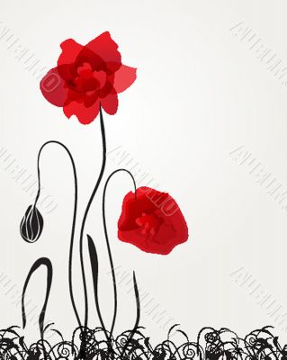 Spring card with beauty poppies.