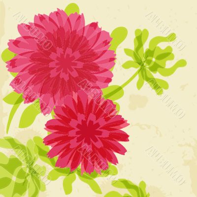 Red and orange chrysanthemums on grunge background