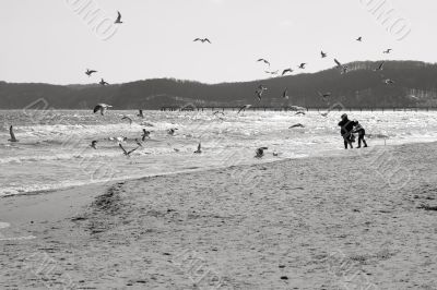 Baltic beach with gulls