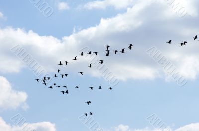 Wild geese in the flight 