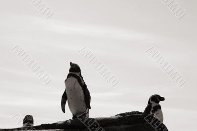 Humboldt penguins