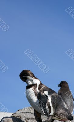 Humboldt penguins