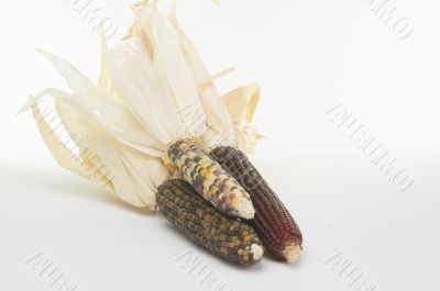 Ears of Indian Corn Isolated  on White Background