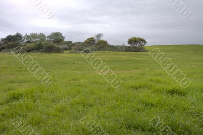 Open Grassy Meadow