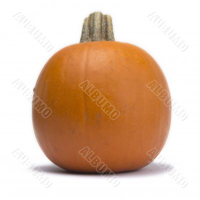 Single Pumpkin Isolated on White Background Single Pumpkin Isolated on White Background