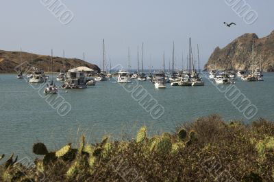 Yachts Moored at Catalina Harbor Yachts Moored at Catalina Harbor