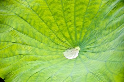 Droplet in lotus flower leaf