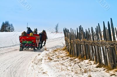 Horse sledge in action in winter landscape