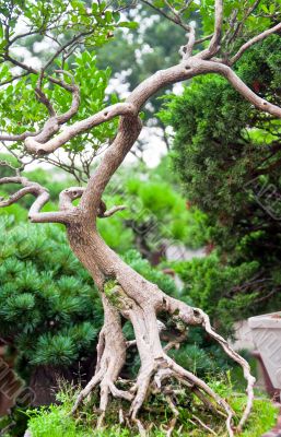 Bonsai Tree