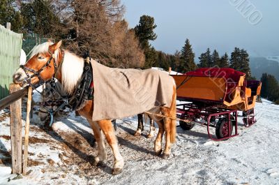 Horse Sledge in Dolomiti, Italy