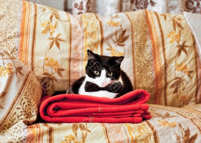 Elegant cat on sofa