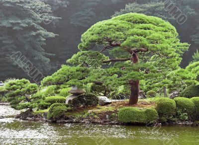 Japanese park in summer